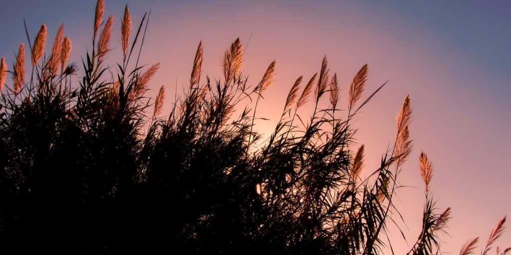 Close-up of natural water reed bundles