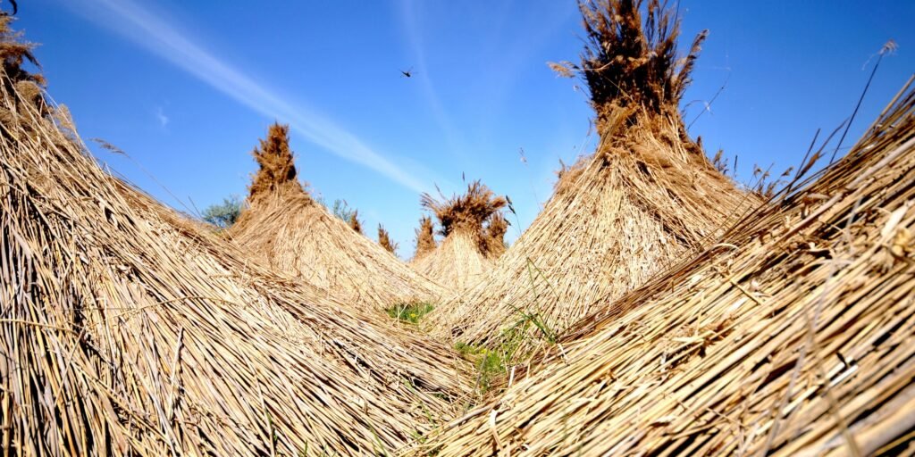 Thatched Roofs
