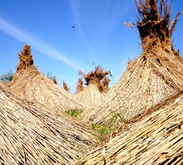 Premium Thatched Roofing Europe