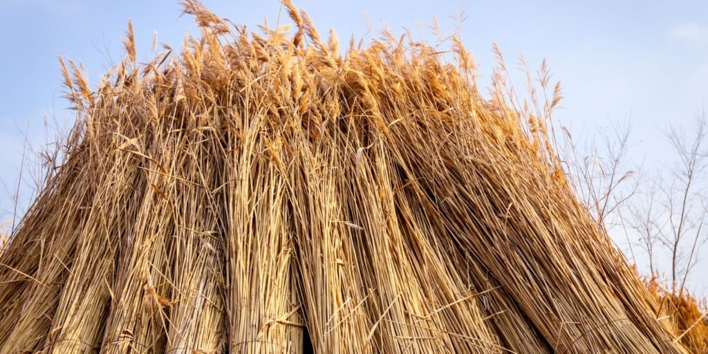 Thatched Reeds