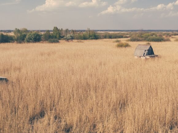 Water Reed vs. Straw: Which Roofing Material Lasts Longer for European Thatching?