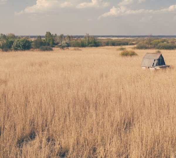 Premium Thatched Roofing Europe