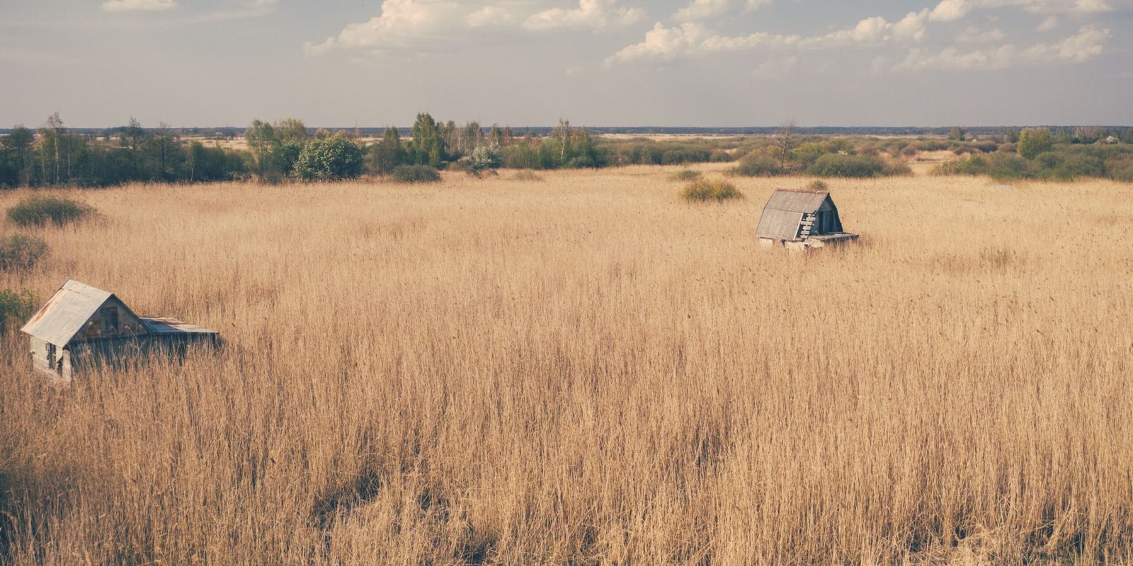 Close-up of natural water reed bundles