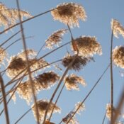 Premium Thatched Roofing Europe