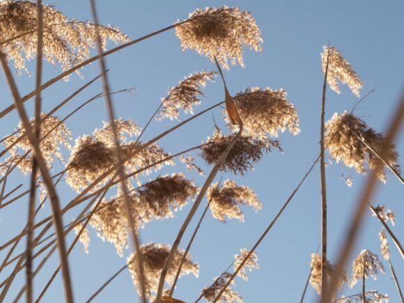 Top-Rated Premium Thatched Roofing Europe – High Quality Roof Reed & Thatching Materials (2025 Guide)