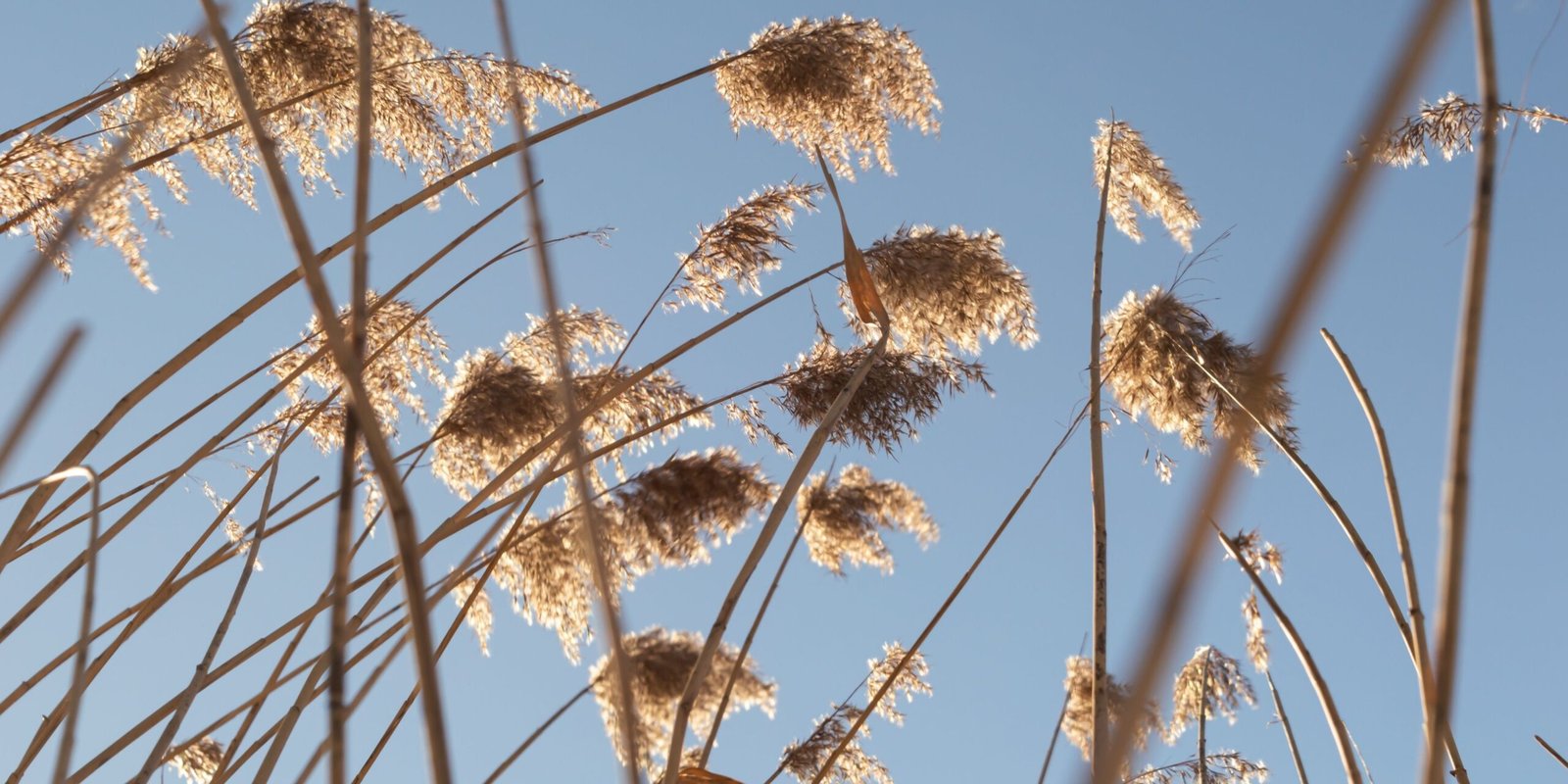 Premium Thatched Roofing Europe