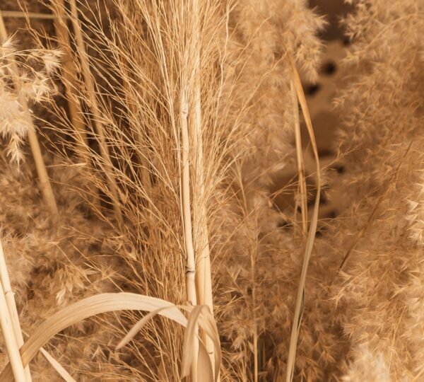 Premium Thatched Roofing Europe