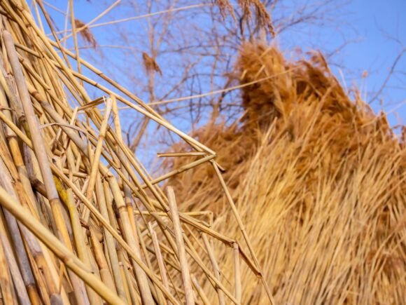 Roof Reed for Thatched Roofs | Premium Water Reed Supplier Europe 2025