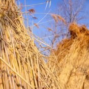 Thatched roofs made with premium water reed and roof reed