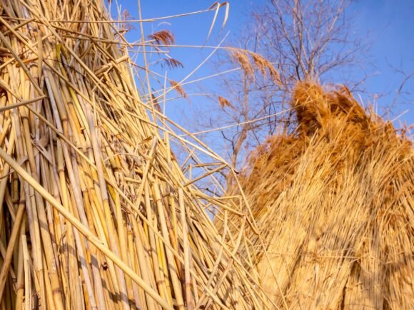 Roof Reed – High-Quality Natural Thatching Material for European Thatched Roofs (2025 Guide)