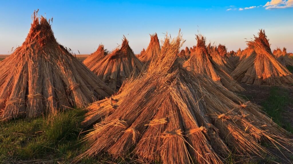 Premium thatching reed bundles for European roofs