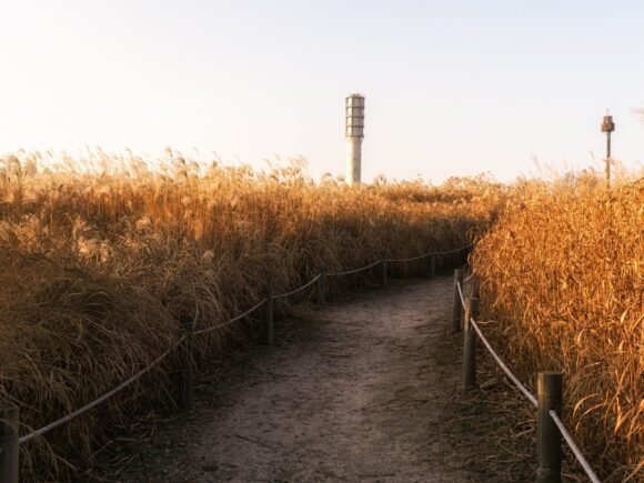 Why Chinese Water Reed Is the Most Trusted Thatching Material in Europe (2025)
