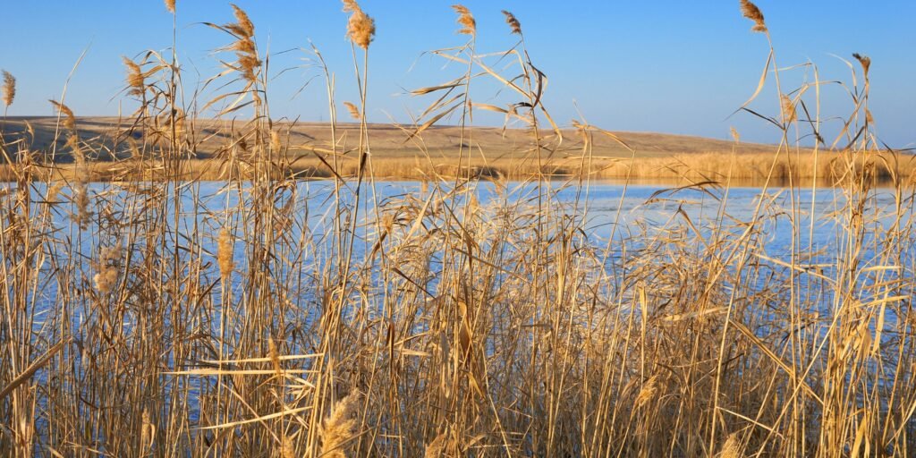 Europe Thatched Roof