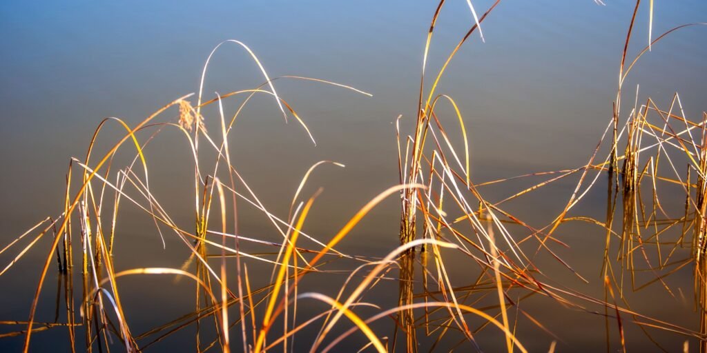 Premium water reed roofing installation