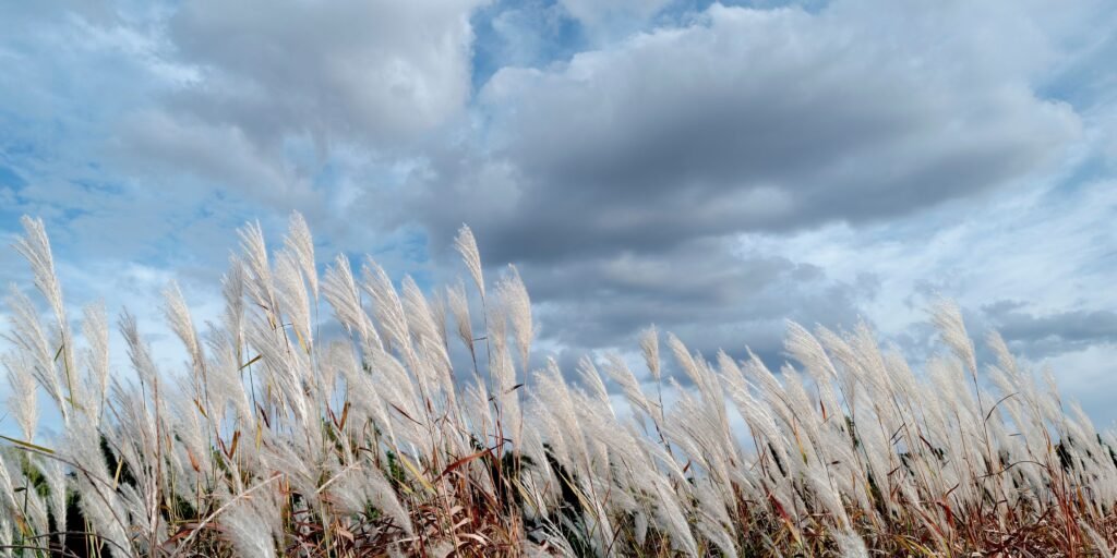 Eco-friendly water reed roof