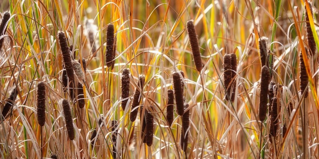 European thatched roof using water reed