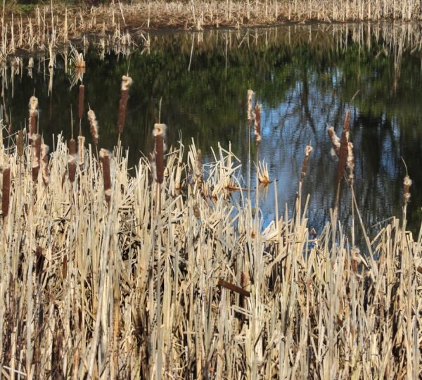 Premium Thatched Roofing Europe